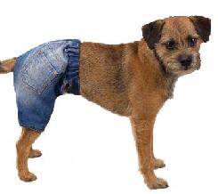 dog1.jpg